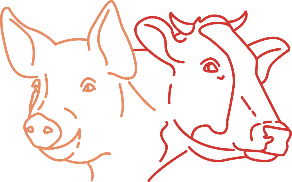 Illustration Schwein und Rind.